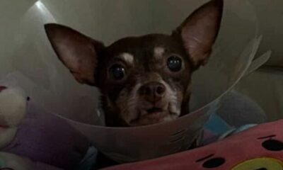 Familia aclara situación de su mascota tras publicación que generó confusión en redes