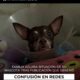 Familia aclara situación de su mascota tras publicación que generó confusión en redes