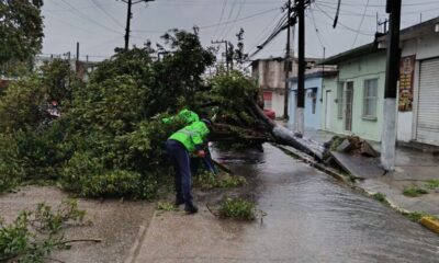 *Agentes de tránsito de Coatzacoalcos cortan árbol caído y liberan la avenida Guerrero del centro*
