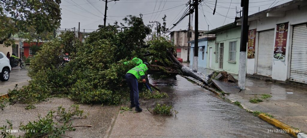 *Agentes de tránsito de Coatzacoalcos cortan árbol caído y liberan la avenida Guerrero del centro*