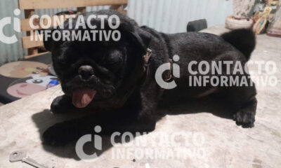 La voz de la calle trajo de vuelta a ‘Gordo’: pug robado es devuelto a su dueña en el Centro