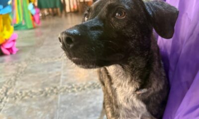 *Llaman protectores de animales de Coatzacoalcos a no regalar cachorros de perros y gatos a los niños durante navidad, luego los abandonan*