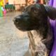 *Llaman protectores de animales de Coatzacoalcos a no regalar cachorros de perros y gatos a los niños durante navidad, luego los abandonan*
