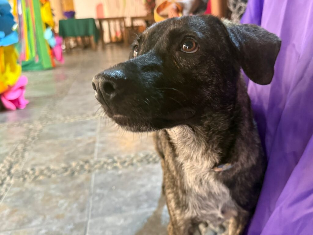 *Llaman protectores de animales de Coatzacoalcos a no regalar cachorros de perros y gatos a los niños durante navidad, luego los abandonan*