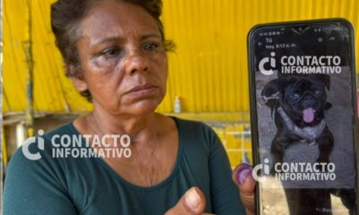 (+VIDEO) Denuncian presunto robo de perro pug en pleno Centro; al borde de las lágrimas dueña pide su devolución