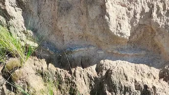 ¡Oficial! INAH confirma que fósiles hallados en Puebla son de un gliptodonte