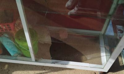 Rompe vitrina de un comercio tras lanzar piedra a un perro en la colonia Niños Héroes