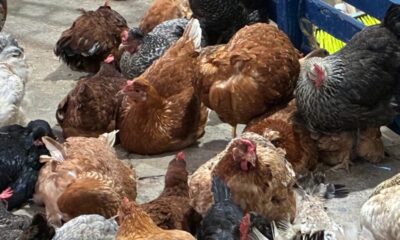 (+VIDEO) Caen ventas de aves de temporada en mercados por migración y crisis laboral