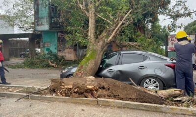 *Tenía tres meses de haber estrenado su Mazda, el frente frío 25 provocó que un árbol lo aplastara en la calle Flores Magón afuera del HGZ 36 del IMSS*