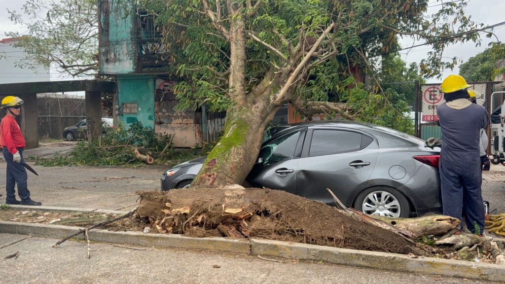 *Tenía tres meses de haber estrenado su Mazda, el frente frío 25 provocó que un árbol lo aplastara en la calle Flores Magón afuera del HGZ 36 del IMSS*