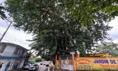 Ficus centenario pone en alerta a vecinos y a comunidad escolar en la colonia Obrera