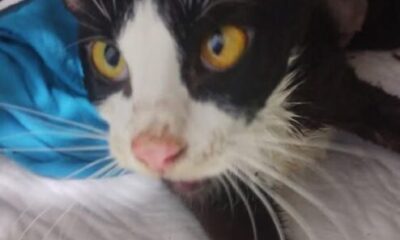 *Murió la gatita que había sobrevivido al envenenamiento masivo de felinos en el mercado Morelos de Coatzacoalcos. Atenea es la punta del iceberg de la impunidad; señaló la veterinaria que la atendió*