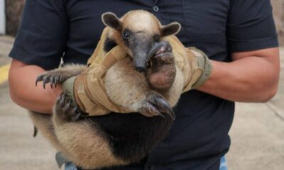 Rescatan fauna silvestre en zona urbana de Coatzacoalcos