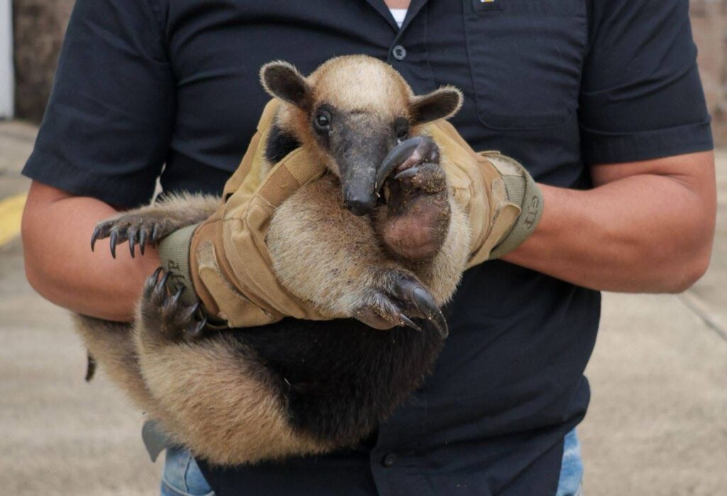 Rescatan fauna silvestre en zona urbana de Coatzacoalcos