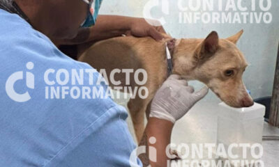 Reportan caso de caninos en condiciones precarias en colonia de Minatitlán; Aviso: el link contiene imágenes sensibles.