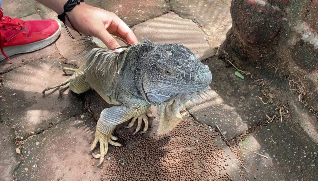 *Muere Rufino la iguana emblemática de Coatzacoalcos de casi dos décadas de vida*