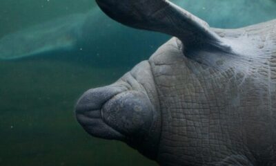 Localizan manatí sin vida en el río Coatzacoalcos