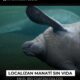 Localizan manatí sin vida en el río Coatzacoalcos