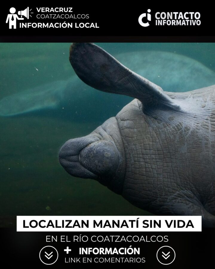 Localizan manatí sin vida en el río Coatzacoalcos