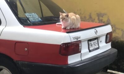 Desaparece automóvil de músicos tras ofrecer servicio en panteón de la colonia Miguel Hidalgo