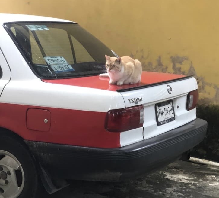 Desaparece automóvil de músicos tras ofrecer servicio en panteón de la colonia Miguel Hidalgo