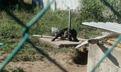 *Muere perro ahorcado en la colonia Ampliación Santa María de Coatzacoalcos, el animal estuvo amarrado más de 24 horas*
