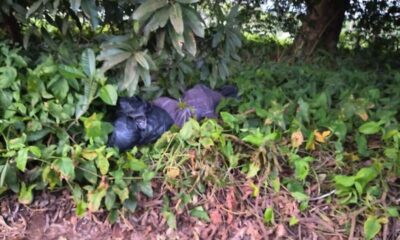 Localizan cuerpo en estado de putrefacción envuelto en sábanas y bolsas negras en comunidad de San Pedro Soteapan.