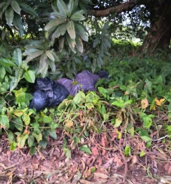 Localizan cuerpo en estado de putrefacción envuelto en sábanas y bolsas negras en comunidad de San Pedro Soteapan.