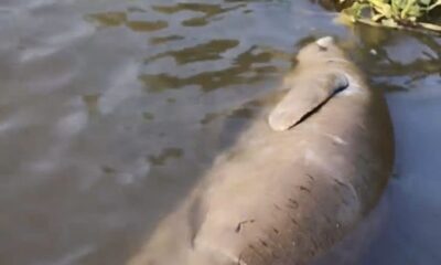 Localizan segundo manatí muerto en el río Coatzacoalcos en lo que va del 2026