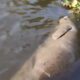 Localizan segundo manatí muerto en el río Coatzacoalcos en lo que va del 2026