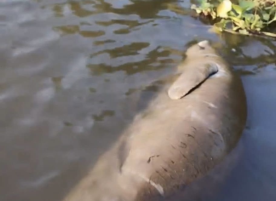 Localizan segundo manatí muerto en el río Coatzacoalcos en lo que va del 2026