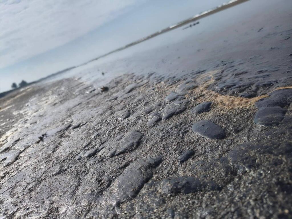 *Tortugas marinas aparecen sin vida en medio del derrame de hidrocarburo en el sur de Veracruz*