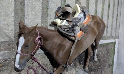 Yegua presenta cólico durante cabalgata cívico-militar en Coatzacoalcos; se encuentra fuera de peligro