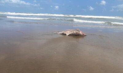 *Aparece segundo delfín sin vida en la playa de Coatzacoalcos, nuevamente en el ejido Guillermo Prieto*