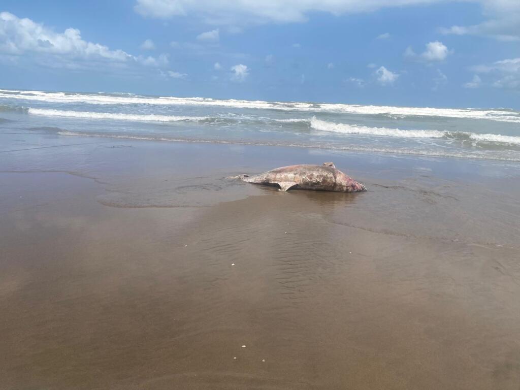 *Aparece segundo delfín sin vida en la playa de Coatzacoalcos, nuevamente en el ejido Guillermo Prieto*