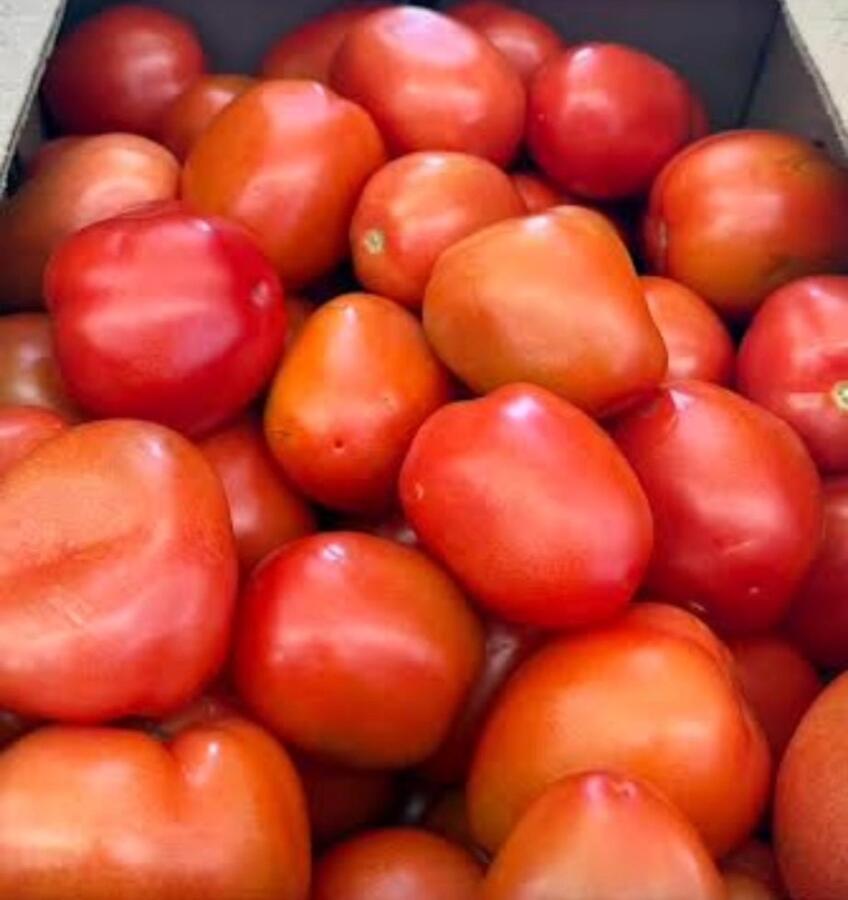 Se dispara el precio del tomate en mercados de Minatitlán