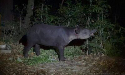 *Llega tapir capturado en Las Choapas a Unidad de Manejo Ambiental de Tuxtla Gutiérrez*