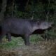 *Llega tapir capturado en Las Choapas a Unidad de Manejo Ambiental de Tuxtla Gutiérrez*