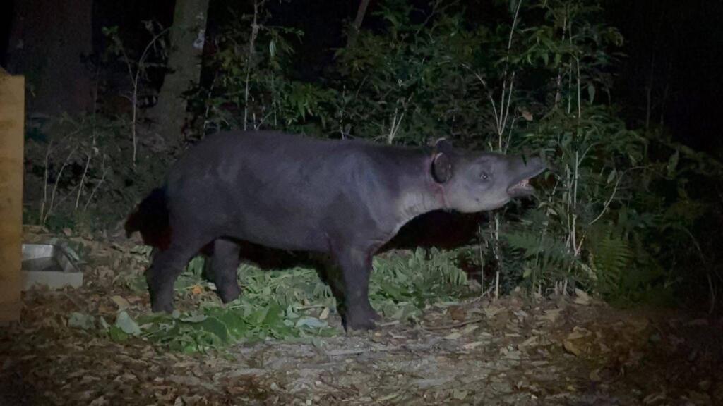 *Llega tapir capturado en Las Choapas a Unidad de Manejo Ambiental de Tuxtla Gutiérrez*