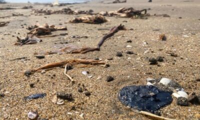 *Localizan delfín sin vida y putrefacto en la playa de Coatzacoalcos, el hidrocarburo podría ser la causa de su muerte*