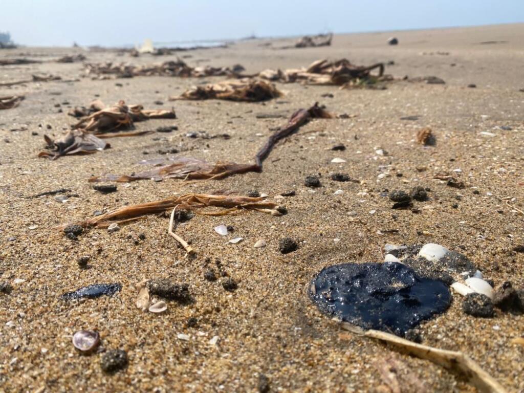 *Localizan delfín sin vida y putrefacto en la playa de Coatzacoalcos, el hidrocarburo podría ser la causa de su muerte*