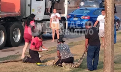 ¡Cocodrilo de 2 metros aparece junto a Oxxo y desata alerta en El Naranjito!