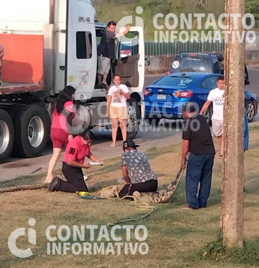 ¡Cocodrilo de 2 metros aparece junto a Oxxo y desata alerta en El Naranjito!