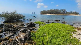 En Veracruz, colocarán mallas de protección ante llegada de combustible en playas