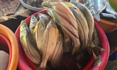 Ventas de mariscos caen hasta 65% en el Mercado Morelos de Coatzacoalcos por temor a contaminación, comerciantes traen producto de otros estados