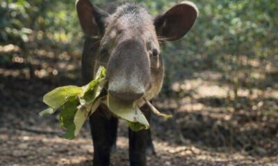 *Se recupera el tapir capturado en Las Choapas, fue trasladado a Chiapas para poder ser atendido por especialistas*