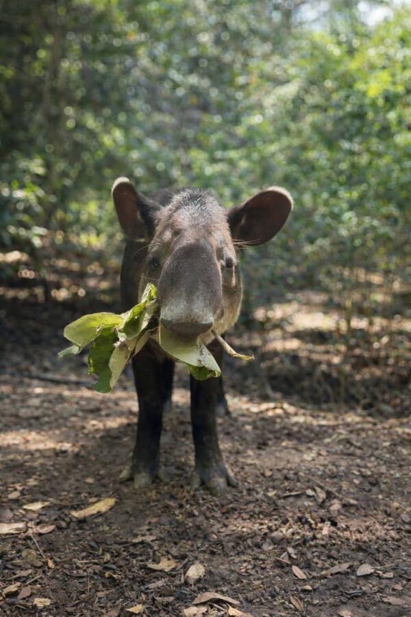 *Se recupera el tapir capturado en Las Choapas, fue trasladado a Chiapas para poder ser atendido por especialistas*