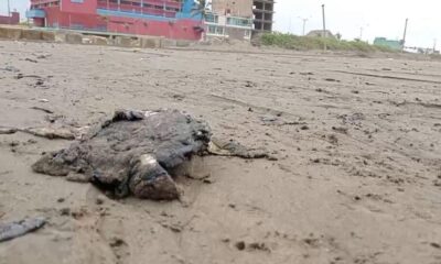 Tras registrarse la presencia de hidrocarburo en playas de Coatzacoalcos, una tortuga marina fue localizada sin vida, lo que preocupa a los activistas