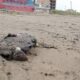 Tras registrarse la presencia de hidrocarburo en playas de Coatzacoalcos, una tortuga marina fue localizada sin vida, lo que preocupa a los activistas