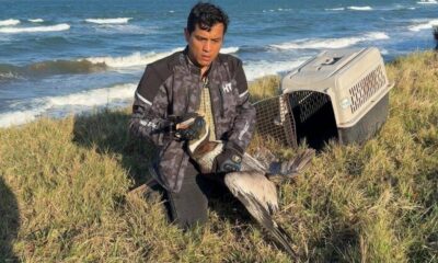 Earth Mission rescata pelícano cubierto de hidrocarburo en #Alvarado